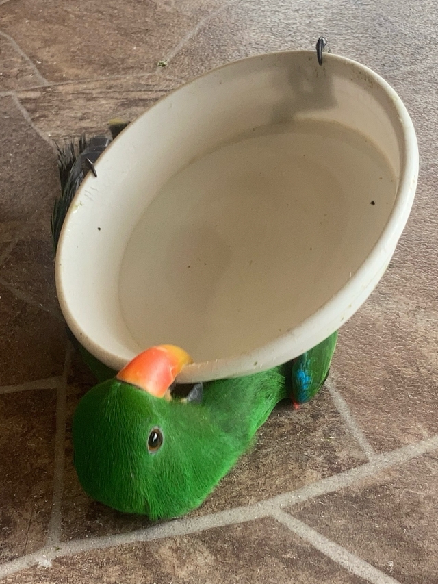 オオハナインコ