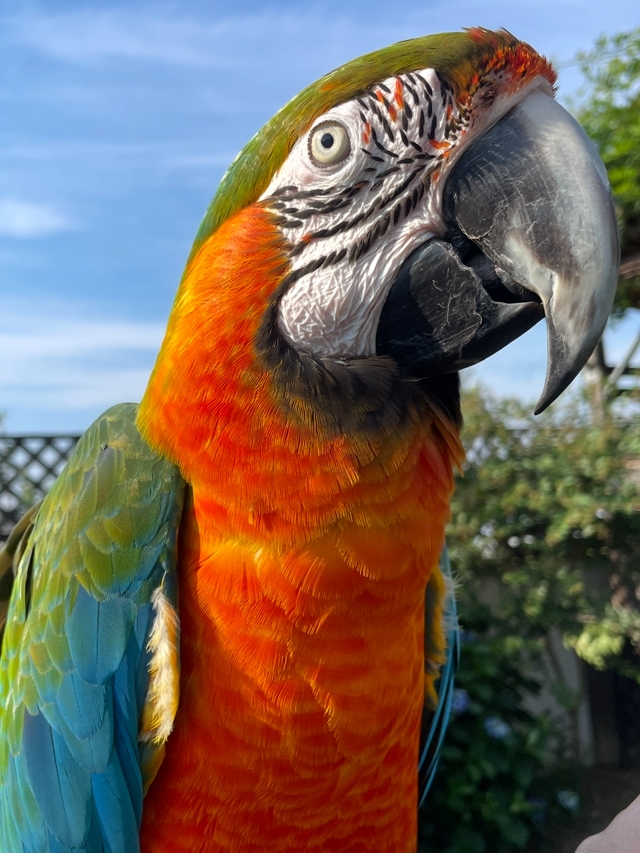 ハルクインコンゴウインコ